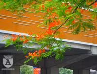 [Ảnh] Sắc phượng đỏ nở rợp trời Hà Nội, hàng trăm nghìn sĩ tử bước vào mùa thi
