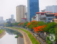 [Ảnh] Sắc phượng đỏ nở rợp trời Hà Nội, hàng trăm nghìn sĩ tử bước vào mùa thi