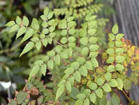 [ẢNH] Bất ngờ với công dụng sức khỏe của những loài cây mang tên động vật