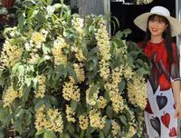 [ẢNH] Những phụ nữ 