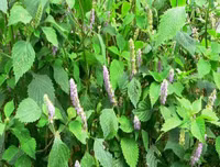 Những thực phẩm 