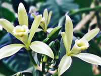[ẢNH] Top 6 loại gia vị 