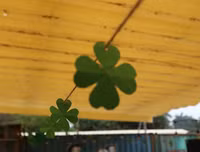 Những khoảnh khắc màu xanh độc đáo trong lễ hội cổ truyền Ireland tổ chức tại Hà Nội