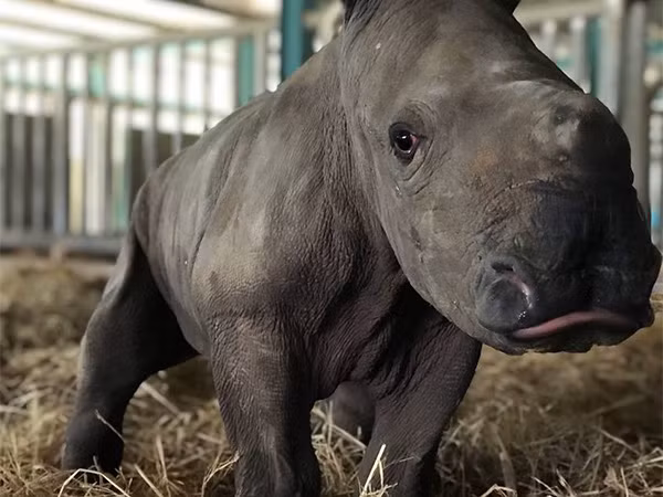 Giữa "tâm bão" dịch Covid-19, Vinpearl Safari chào đón bé tê giác "Chiến thắng" mới sinh ảnh 2 Giữa "tâm bão" dịch Covid-19, Vinpearl Safari chào đón bé tê giác "Chiến thắng" mới sinh ảnh 2