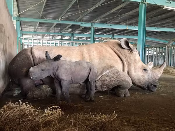 Giữa "tâm bão" dịch Covid-19, Vinpearl Safari chào đón bé tê giác "Chiến thắng" mới sinh ảnh 1