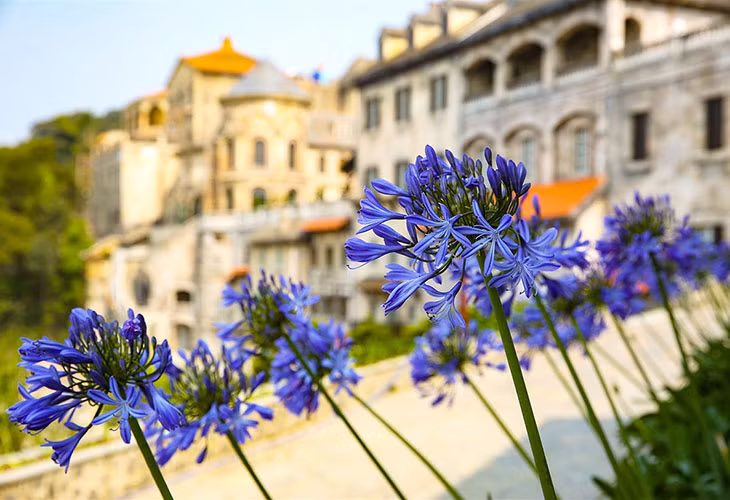 Du ngoạn thiên đường hoa Bà Nà Hills ảnh 6