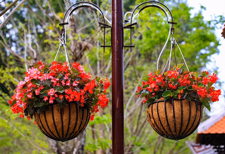 Du ngoạn thiên đường hoa Bà Nà Hills ảnh 8
