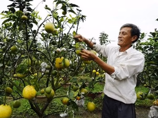 Kỳ lạ cây cửu quả ảnh 1