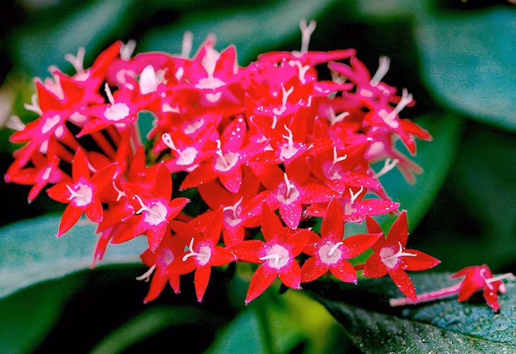 Du ngoạn thiên đường hoa Bà Nà Hills ảnh 5