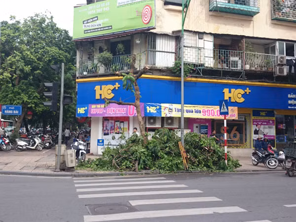 Kẻ gian táo tợn chặt cây xanh trong đêm ảnh 1