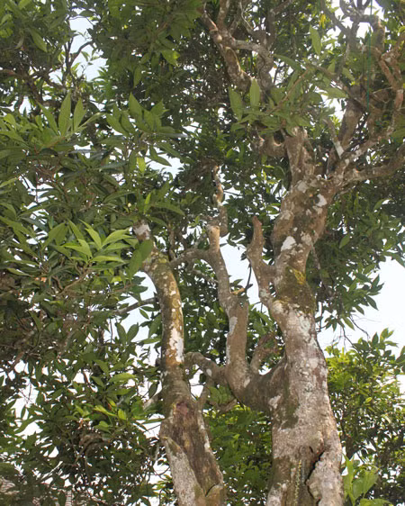 Báu vật chốn thâm sơn ảnh 2