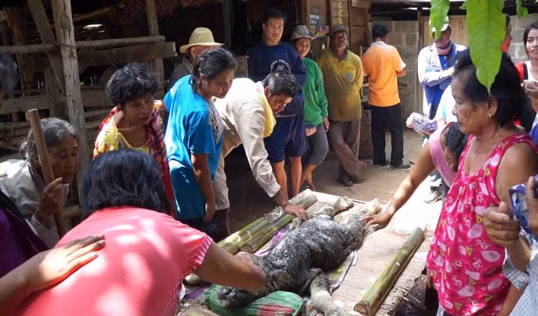 Xuất hiện động vật kỳ lạ "mình trâu đầu cá sấu" gây xôn xao ảnh 2