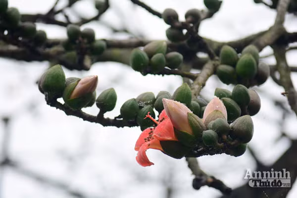 Tháng ba hoa Gạo, trời chuyển mình vào hạ ảnh 2