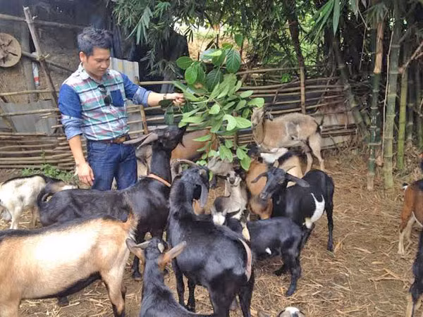 Ca sĩ Trọng Tấn: Đã tính chuyện... chăn dê! ảnh 2