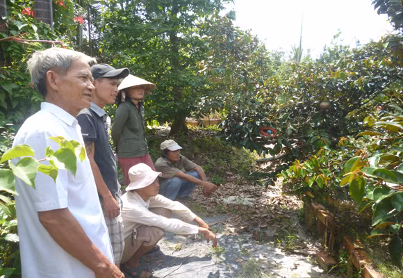 Chiêm ngưỡng cây vú sữa hình tứ linh "độc nhất vô nhị" ở Miền Tây ảnh 4