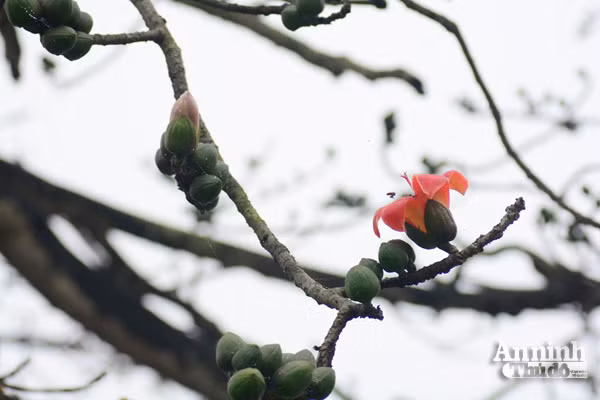 Tháng ba hoa Gạo, trời chuyển mình vào hạ ảnh 3