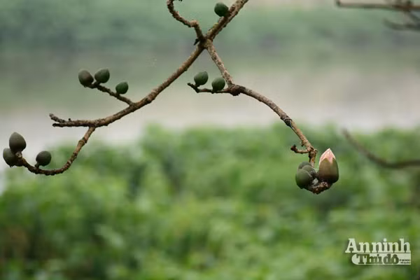 Tháng ba hoa Gạo, trời chuyển mình vào hạ ảnh 6