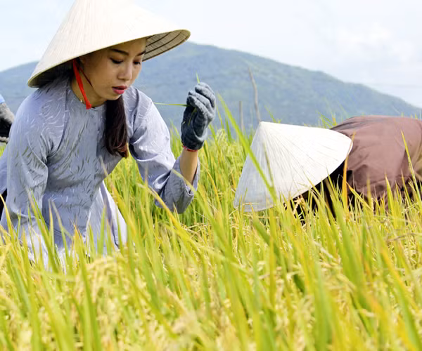 Project Runway Vietnam 2015: NTK Hải Yến "hoá thân" thôn nữ trên cánh đồng ảnh 10
