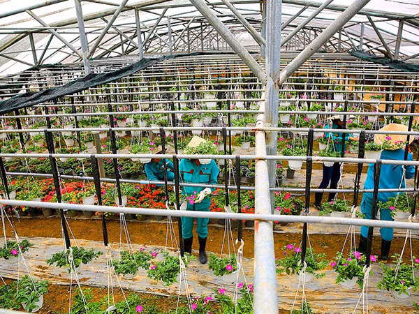 Du ngoạn thiên đường hoa Bà Nà Hills ảnh 2