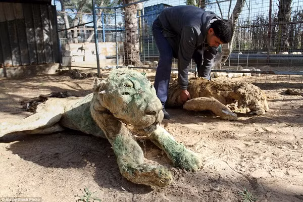 Rùng rợn vườn thú ma ở Dải Gaza ảnh 12