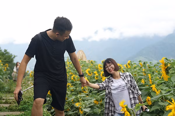 4 triệu cây hoa hướng dương đồng loạt bung nở tại Sun World Fansipan Legend ảnh 10