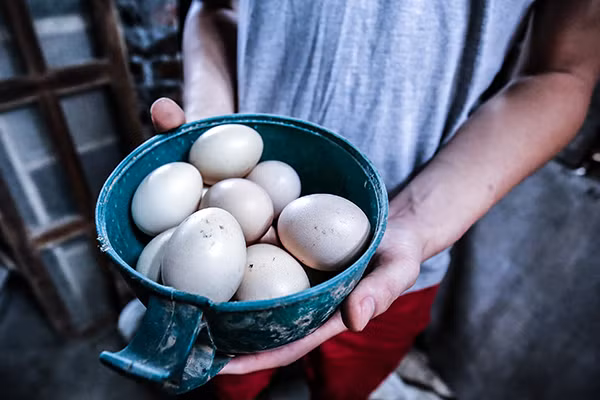Xem tận mắt cảnh trồng rau, nuôi lợn, thả cá giữa trung tâm Hà Nội ảnh 6