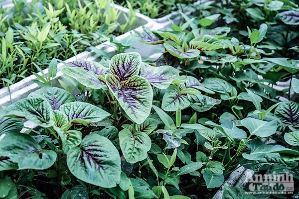 Xem tận mắt cảnh trồng rau, nuôi lợn, thả cá giữa trung tâm Hà Nội ảnh 10
