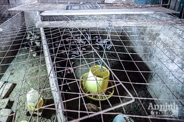 Xem tận mắt cảnh trồng rau, nuôi lợn, thả cá giữa trung tâm Hà Nội ảnh 4
