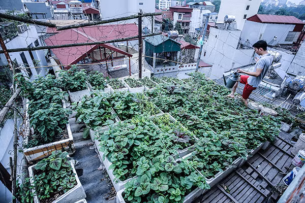 Xem tận mắt cảnh trồng rau, nuôi lợn, thả cá giữa trung tâm Hà Nội ảnh 1