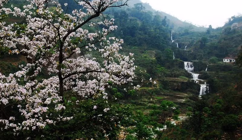 Sắp diễn ra "Lễ hội hoa ban 2018" ảnh 1