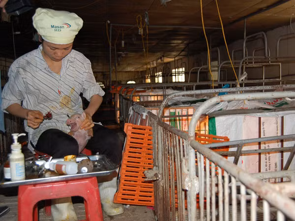 Thịt tươi sống nội địa bị đẩy giá cao vì các loại phí tận thu ảnh 1