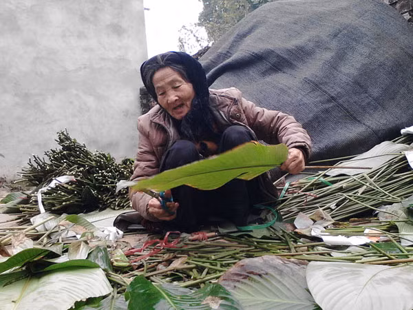 Làng lá dong nhường đất cho cam Canh ảnh 1