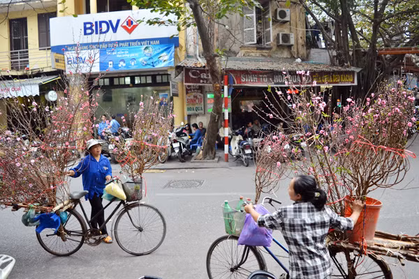 Hoa đào mang xuân xuống phố ảnh 1