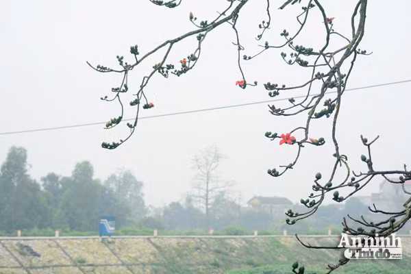 Tháng ba hoa Gạo, trời chuyển mình vào hạ ảnh 4