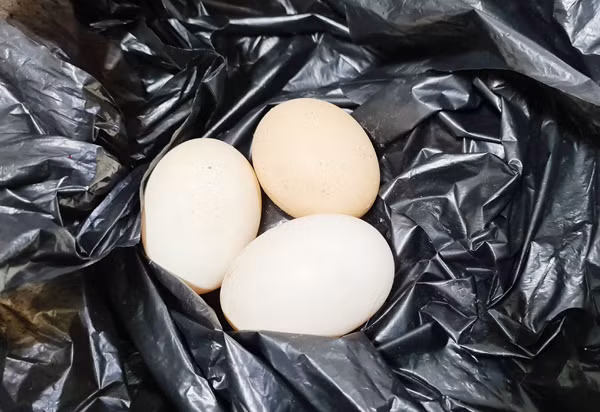 Từ vụ trộm trứng gà, lộ diện kẻ chuyên trộm cắp tại các phòng trọ ảnh 2