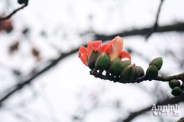 Tháng ba hoa Gạo, trời chuyển mình vào hạ ảnh 5