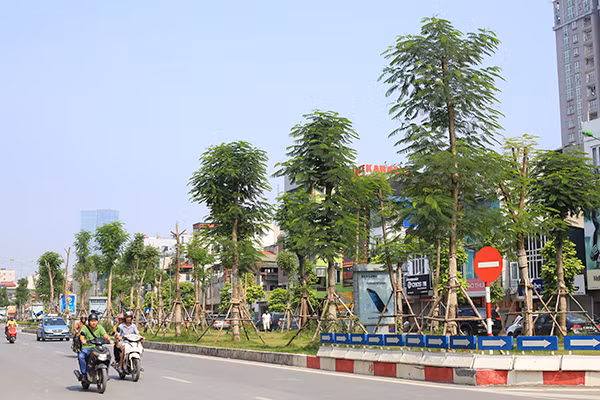 Kỳ lạ phượng vỹ Hà Nội nở hoa trái mùa ảnh 2