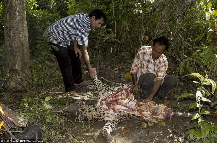 Báo quý hiếm bị "xẻo thịt", thiêu cháy dã man ảnh 2