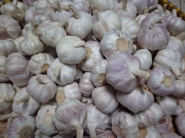 Tỏi Trung Quốc tung hoành vì giá rẻ ảnh 2