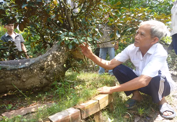 Chiêm ngưỡng cây vú sữa hình tứ linh "độc nhất vô nhị" ở Miền Tây ảnh 9
