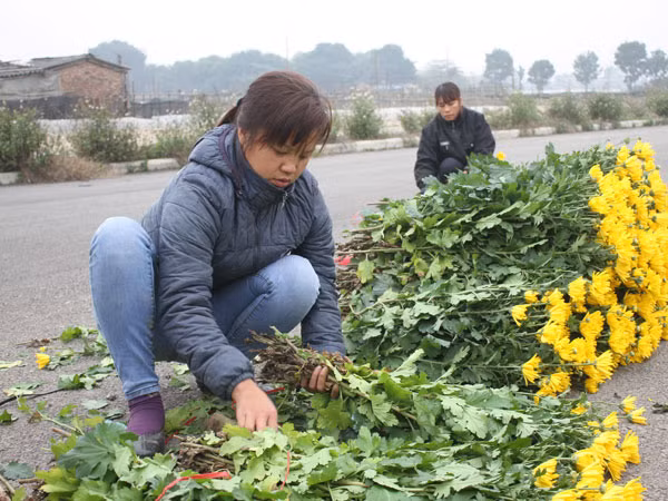 Hà Nội được mùa hoa Tây Tựu ảnh 2