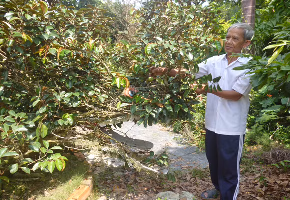 Chiêm ngưỡng cây vú sữa hình tứ linh "độc nhất vô nhị" ở Miền Tây ảnh 3