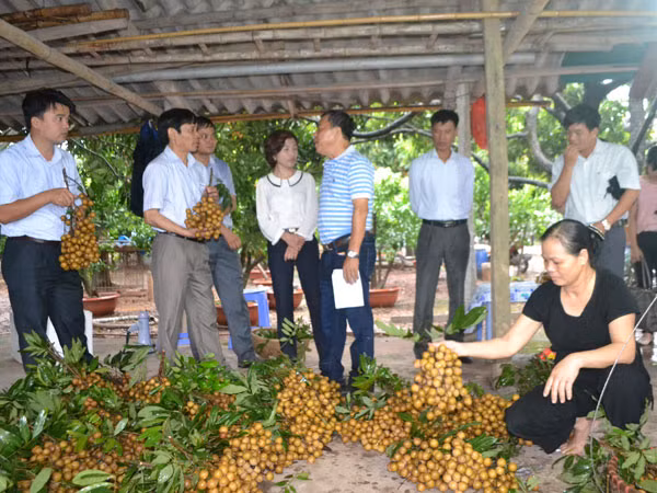 Nhãn muộn Hà Nội lên đường đi Mỹ ảnh 1