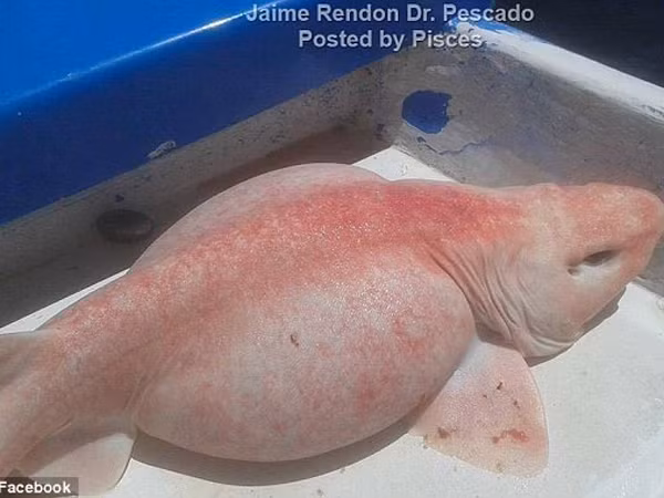 Bắt được "cá ngoài hành tinh" ở ngoài khơi biển Mexico ảnh 3