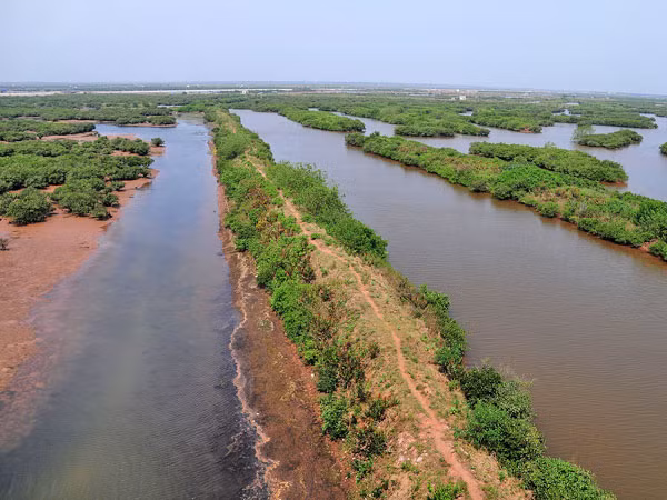 Tràm chim ở cửa Ba Lạt, nơi con sông Hồng hoà vào với biển ảnh 3