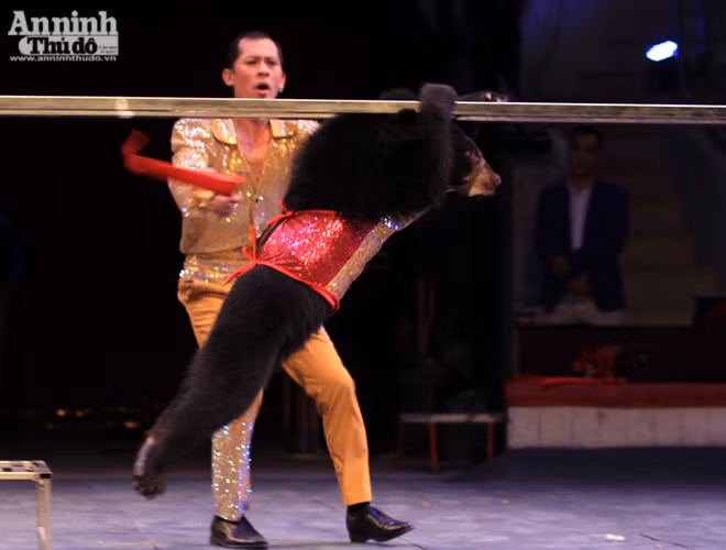 Màn so găng nảy lửa của 2 võ sĩ gấu ảnh 4