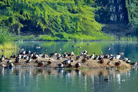 Vườn thú Trung tâm Nepal đóng cửa vì bùng phát dịch cúm gia cầm