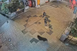 Gần 100 trường học ở Nhật Bản phải đóng cửa vì phát hiện có...gấu